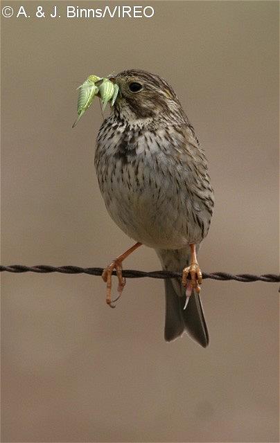 Corn Bunting b52-2-180.jpg